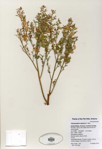 Herbarium Sheet of 